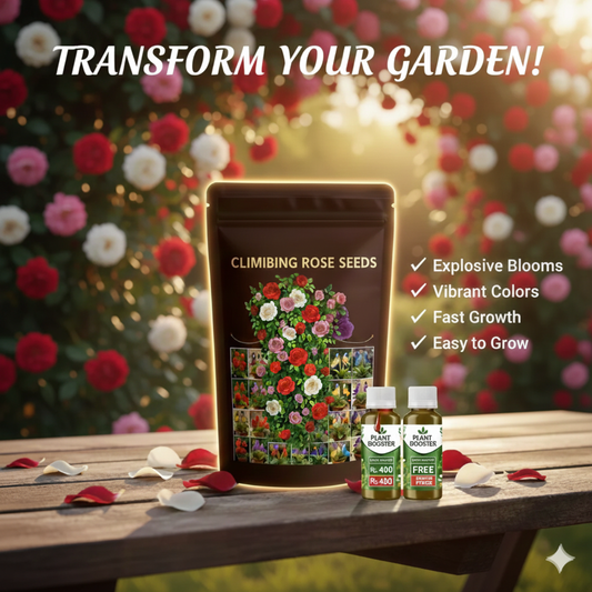 Classic Heirloom Climbing Roses – Premium Perennial Flower Seeds